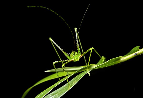 Katydid or bush cricket (Championica sp.) on leaf