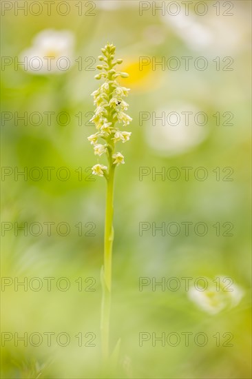 White mountain orchid (Pseudorchis albida) in an Alpine meadow