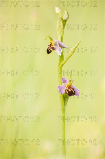 Bee orchid (Ophrys apifera)