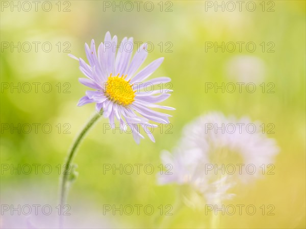 European Michaelmas Daisy (Aster amellus) in an Alpine meadow