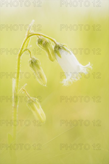 Bearded Bellflower (Campanula barbata) in an Alpine meadow