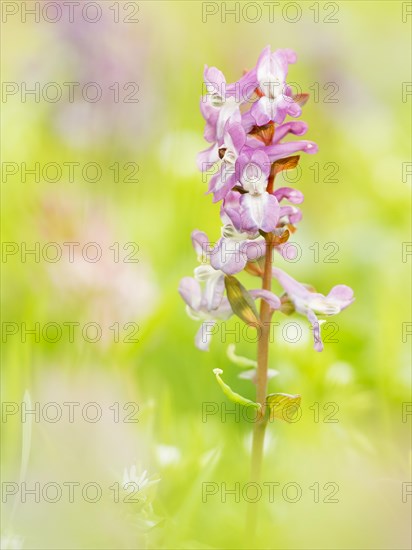 Corydalis cava (Corydalis cava)