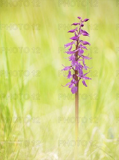 Early-purple orchid (Orchis mascula)