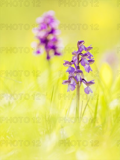 Green-winged orchid (Anacamptis morio)