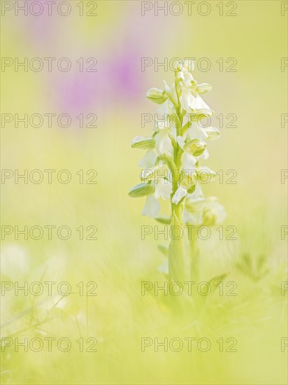 Green-winged orchid (Anacamptis morio)