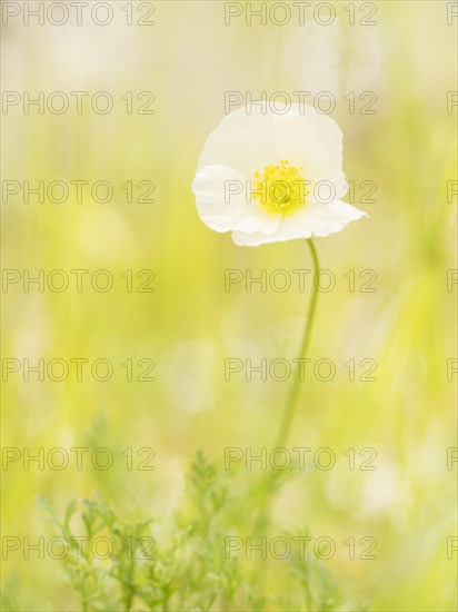 Yellow alpine poppy (Papaver alpinum subsp. Alpinum)