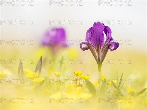 Pygmy iris (Iris pumila)