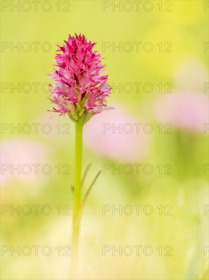 Nigritella (Nigritella rubra) in an Alpine meadow on the Schneealpe