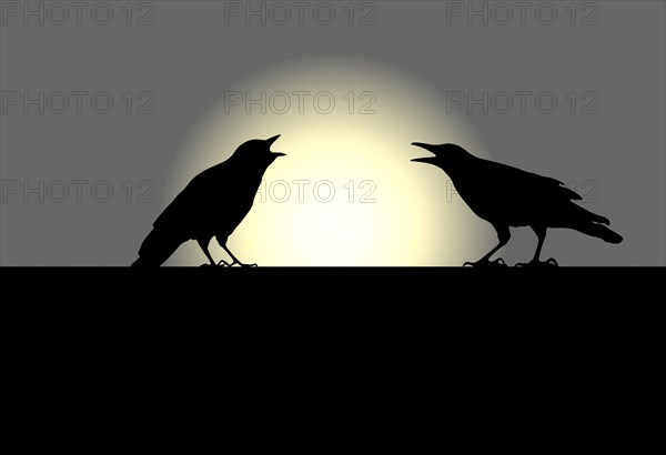 Two ravens