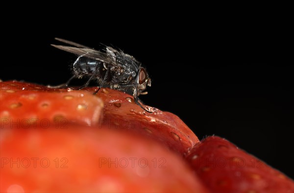 Common greenbottle (Lucilia caesar) fly