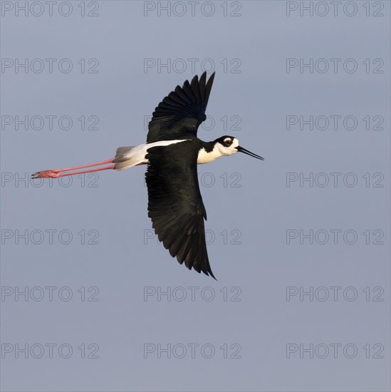 Black-necked Stilt (Himantopus mexicanus)