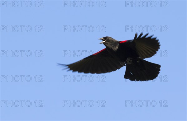 Red-winged Blackbird (Agelaius phoeniceus)