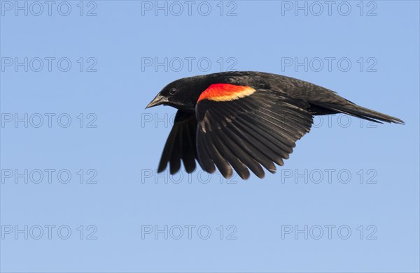 Red-winged Blackbird (Agelaius phoeniceus)