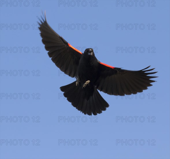 Red-winged Blackbird (Agelaius phoeniceus)