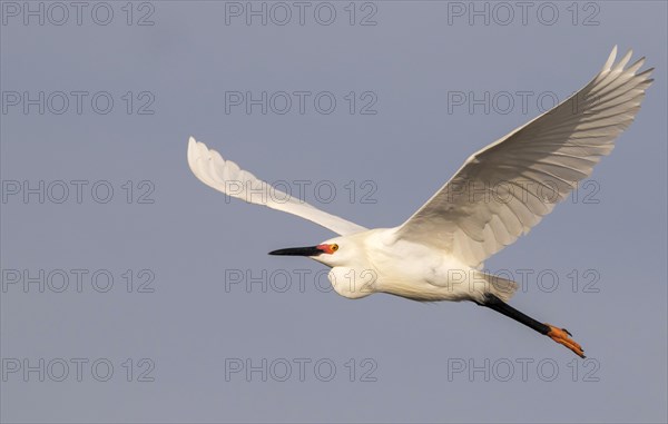 Snowy Egret (Egretta thula) in breeding plumage