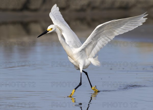 Snowy Egret (Egretta thula) hunting in tidal marsh