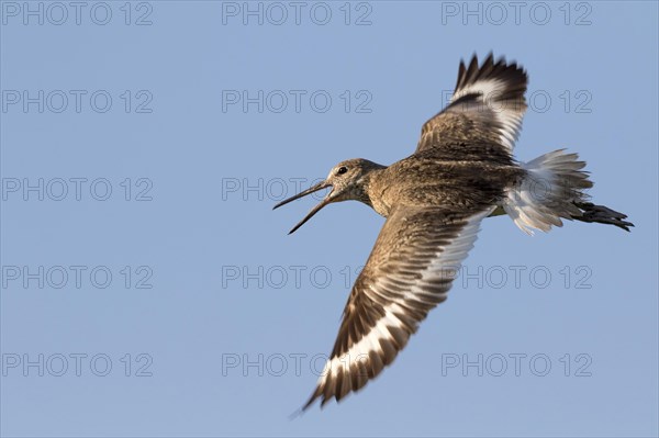 Willet (Tringa semipalmata) flying