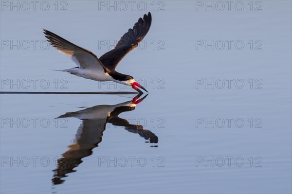 Black skimmer (Rynchops niger) hunting