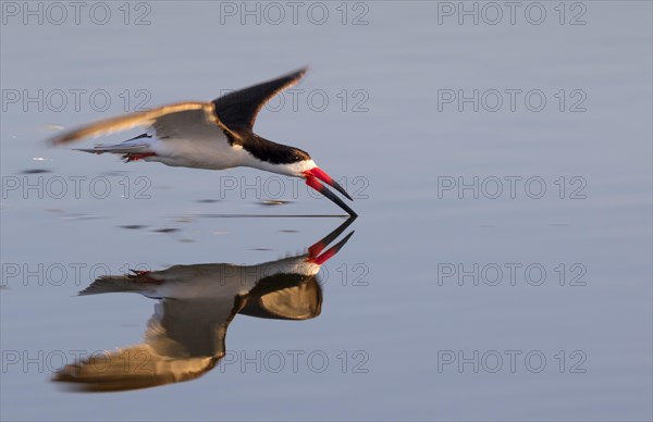 Black skimmer (Rynchops niger) hunting