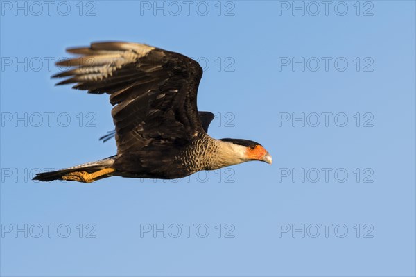 Northern Crested Caracara (Caracara cheriway) flying