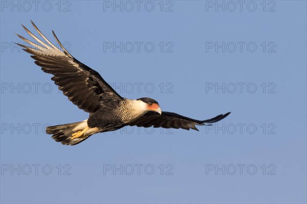 Northern Crested Caracara (Caracara cheriway) flying