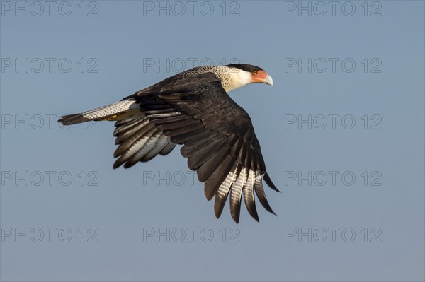 Northern Crested Caracara (Caracara cheriway) flying