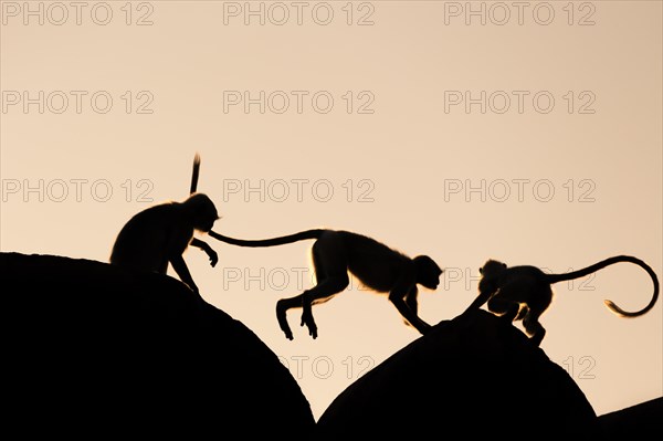 Silhouettes of Common Langur or Hanuman Monkey (Semnopithecus entellus)