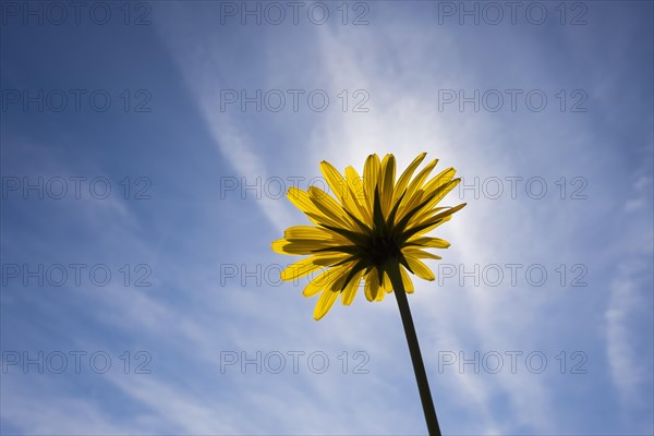 Meadow Salsify (Tragopogon pratensis)