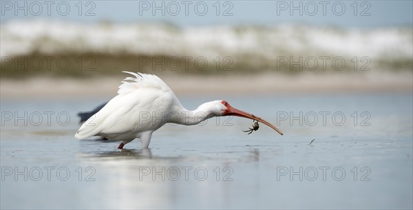 White Ibis (Eudocimus albus)