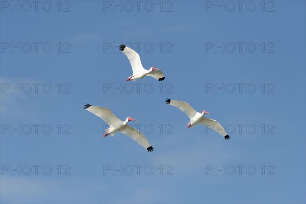 White Ibis (Eudocimus albus) in flight