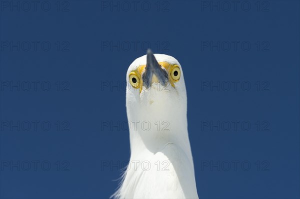 Snowy Egret (Egretta thula)