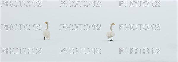Whooper Swans (Cygnus cygnus) in the snow