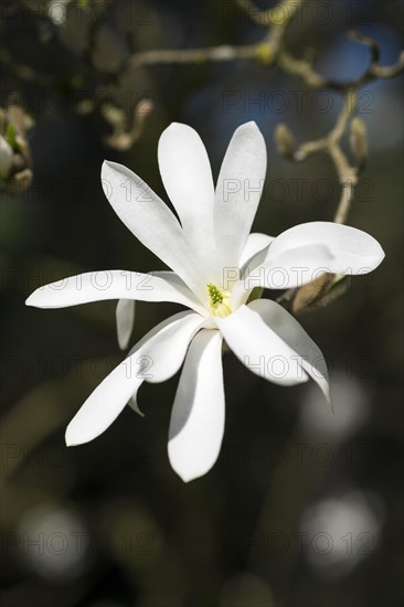 Blooming white (Magnolia)