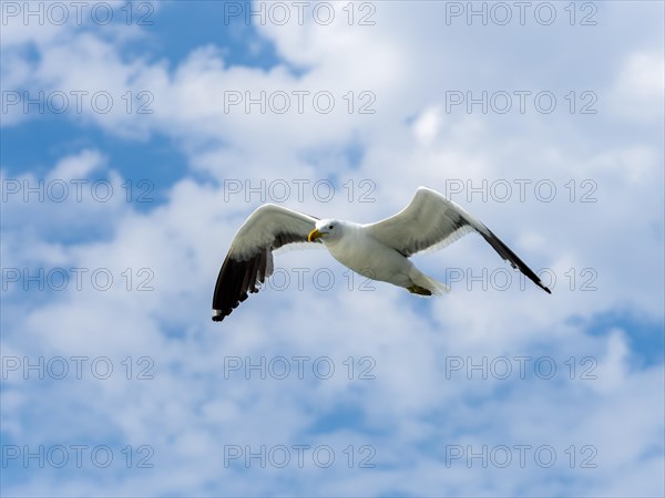 Kelp Gull (Larus dominicanus) in flight