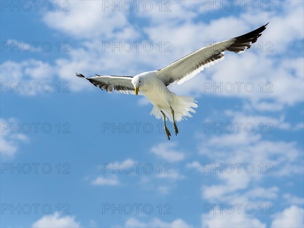 Kelp Gull (Larus dominicanus) in flight