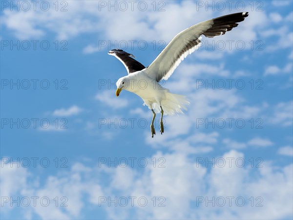 Kelp Gull (Larus dominicanus) in flight