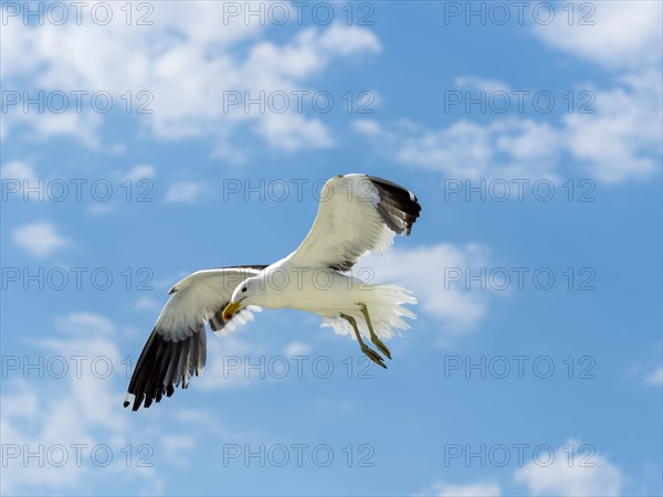 Kelp Gull (Larus dominicanus) in flight