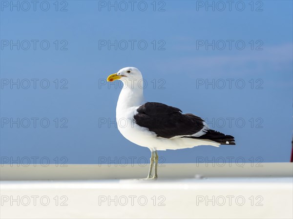 Kelp Gull (Larus dominicanus)