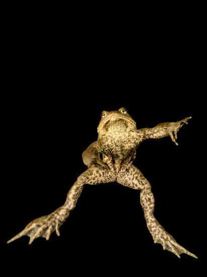 Common toad (Bufo bufo complex) underwater in a mountain lake