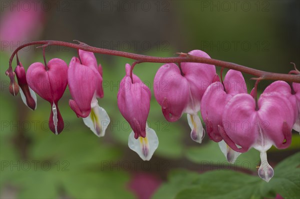 Bleeding Heart (Lamprocapnos spectabilis)