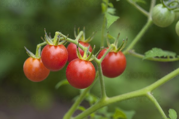 Ripe cherry tomatoes (Lycopersicon esculentum var. Cerasiforme) on the tomato plant