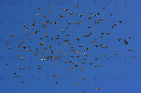 Flock of birds