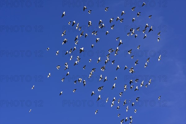 Flock of birds