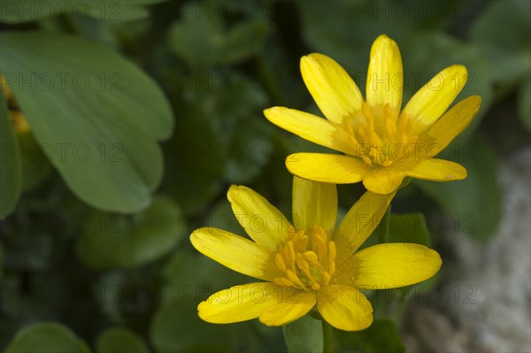 Celandine (Ficaria verna)