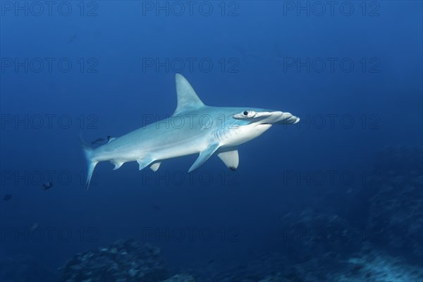 Scalloped hammerhead