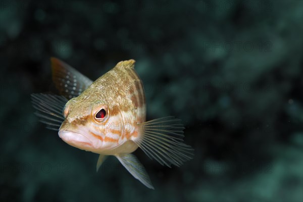 Comber (Serranus cabrilla)