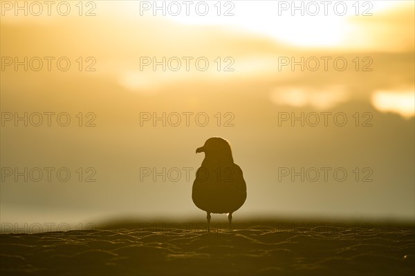 Silhouette of a Great skua (Stercorarius skua) on the beach