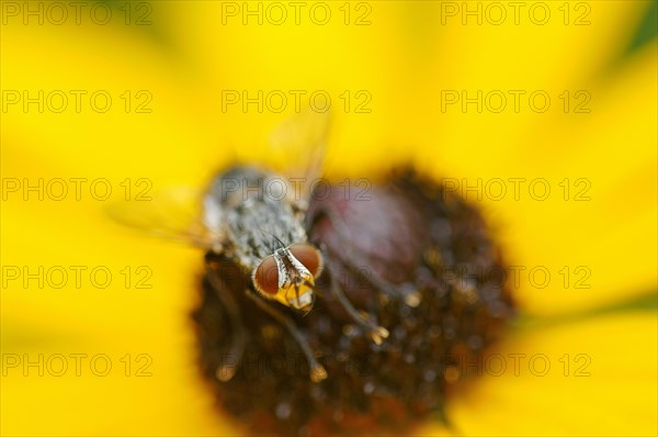 Fly (Brachycera) sitting on orange coneflower (Rudbeckia fulgida)