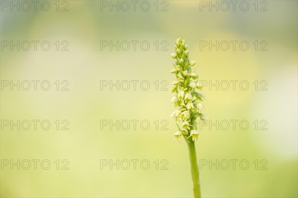 Small white orchid (Pseudorchis albida) in a meadow