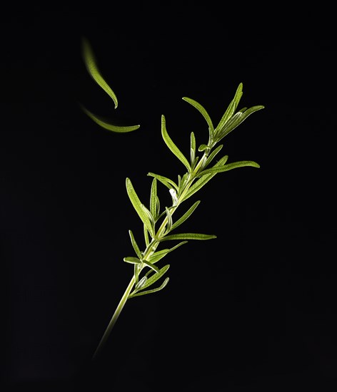 Rosemary (Rosmarinus officinalis) against a black background